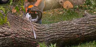 Best Tree Disease Treatment  in Kingstown, MD