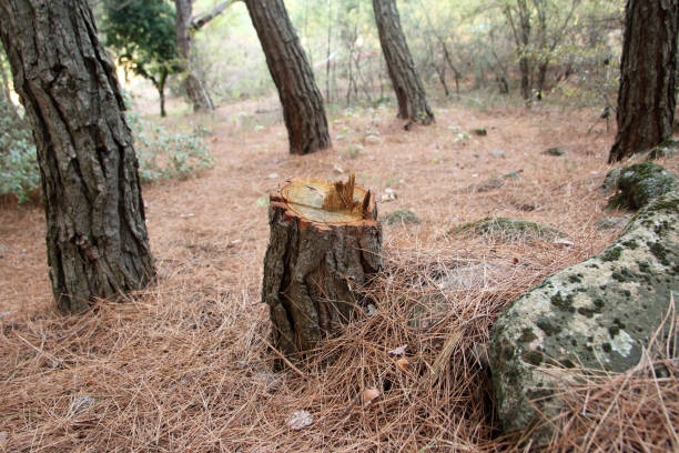 How Our Tree Care Process Works  in  Kingstown, MD